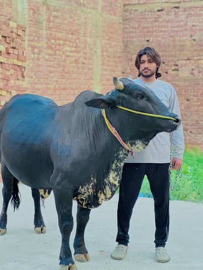 bull (rustam)