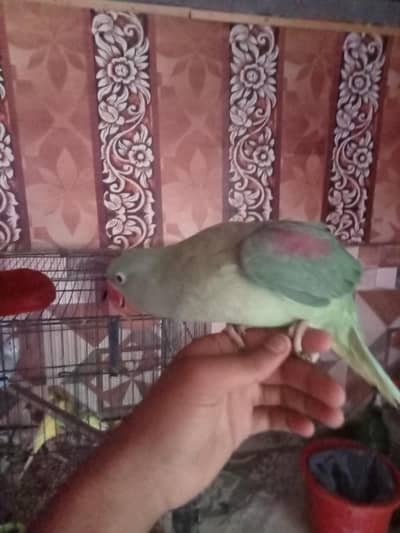 parrot sound