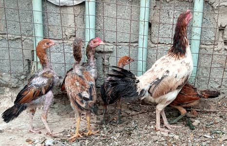 Aseel Hen with 5 Chicks