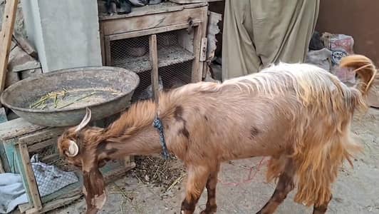 donda bakra