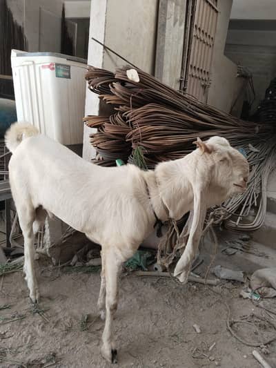 BAKRA