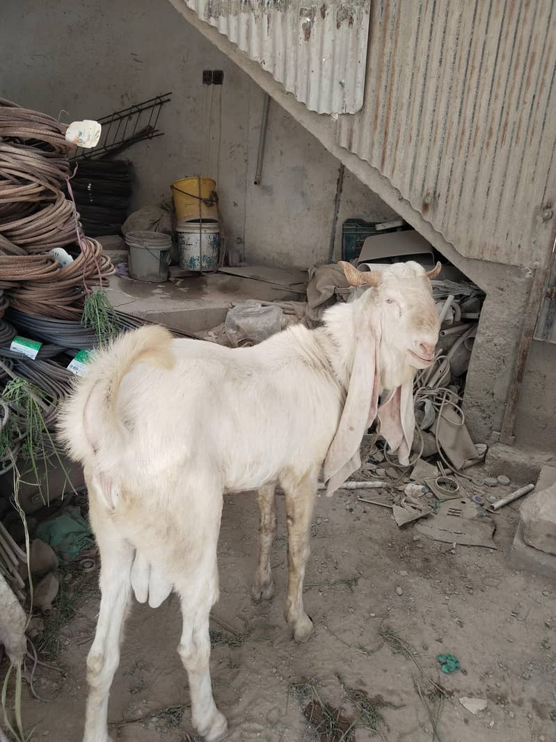 BAKRA 2