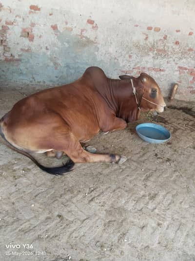 Healthy Red Sahiwal Bull / Bachra for Sale – Strong & Active