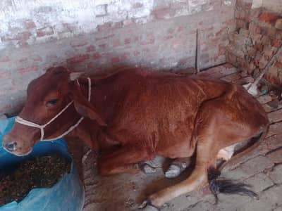 urgent sale chogi gaye ha 3.5  4 man goshat ha