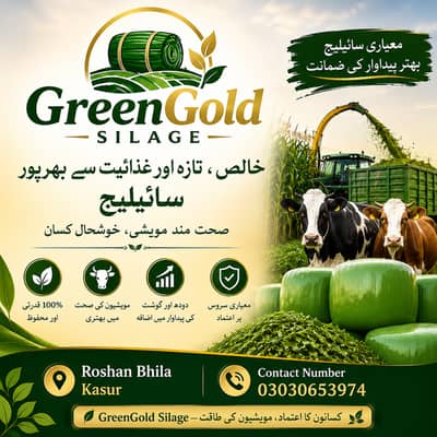 Corn Silage