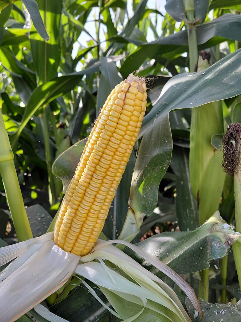 Corn Silage 2