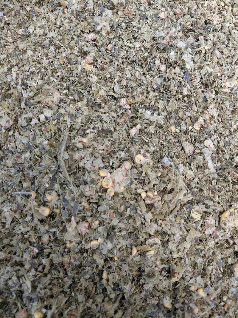 Corn Silage 3