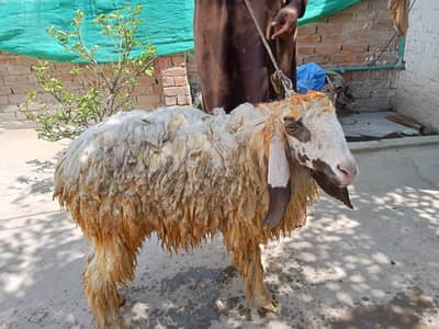 Beautiful Sheep for Qurbani