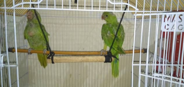 khata  parrots for sale