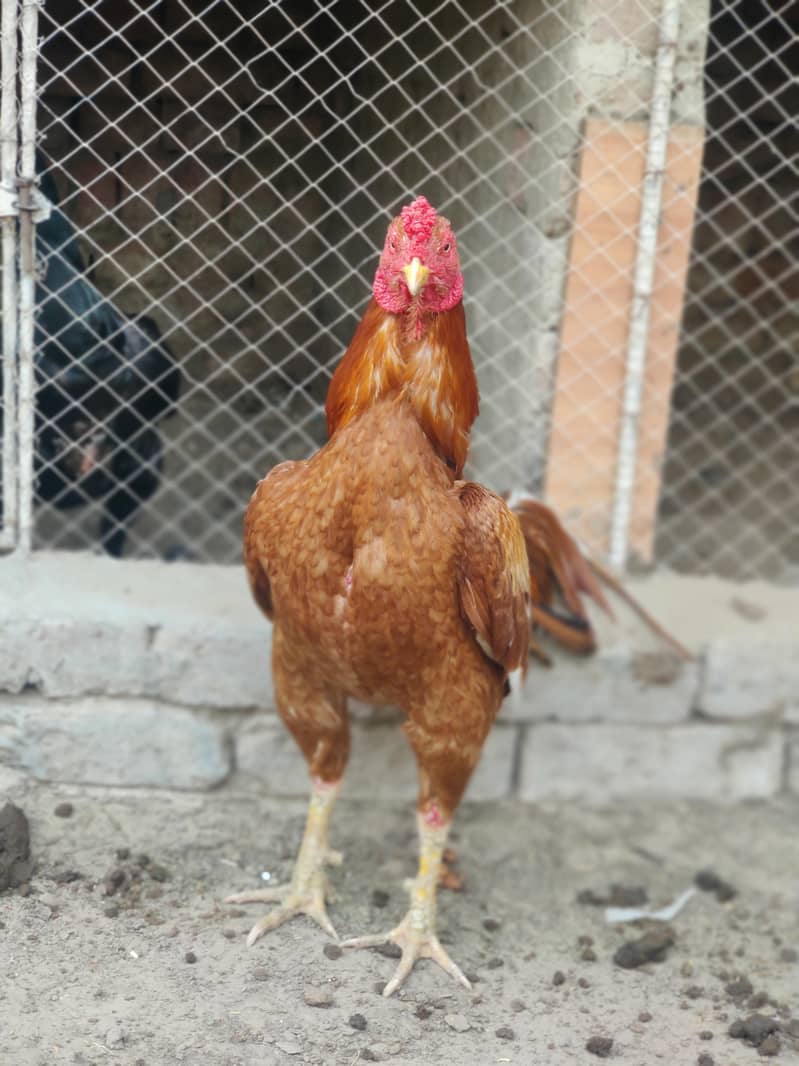 Murga 1