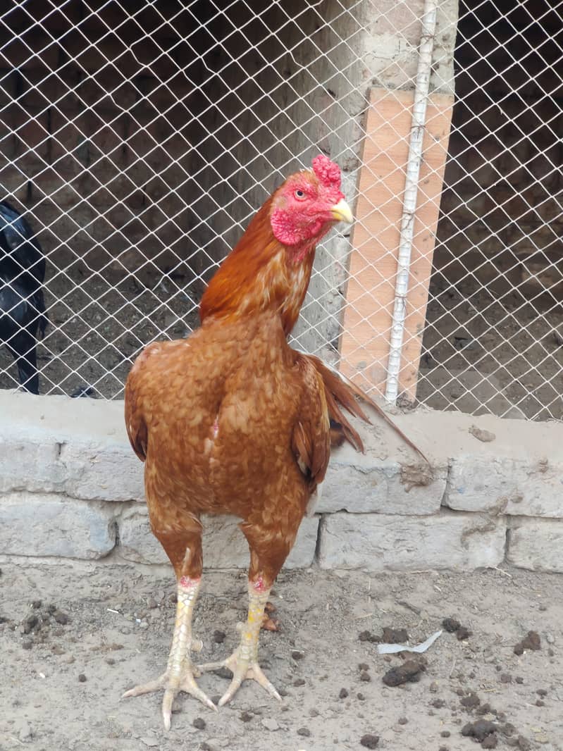 Murga 2