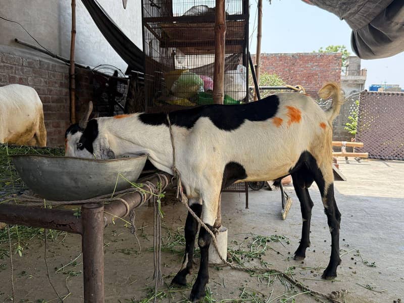 Desi bakra 0