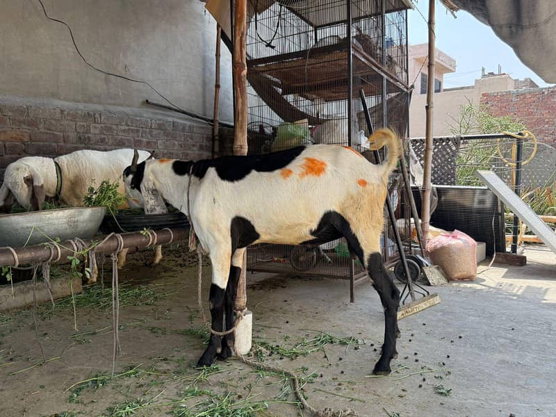 Desi bakra 1