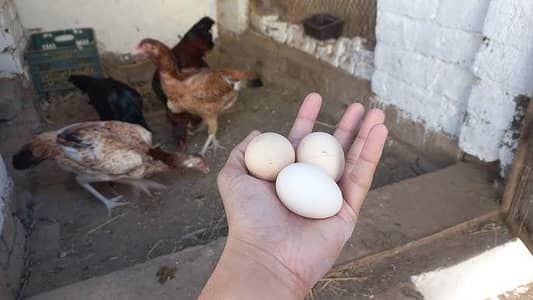 Aseel Thai eggs