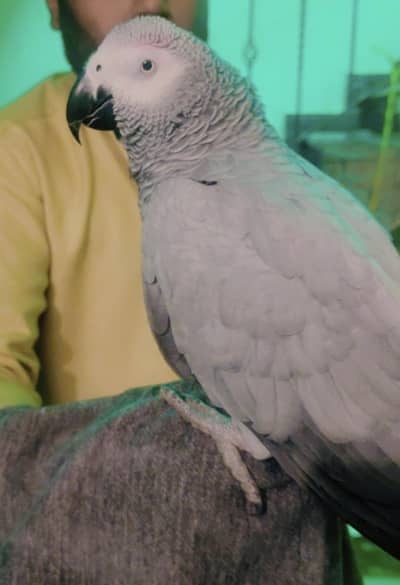 African Gray Parrot