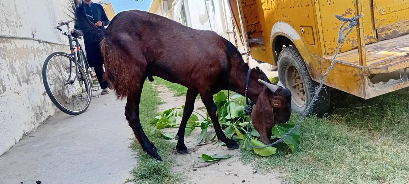  عید اسپیشل بکرا برائے فروخت  0