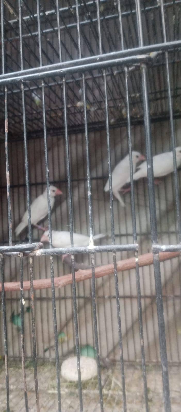 wite java pir 800 1
