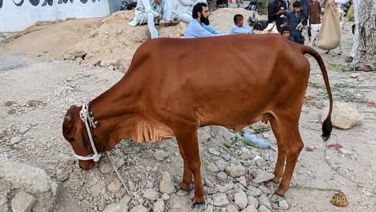 cow gaen
