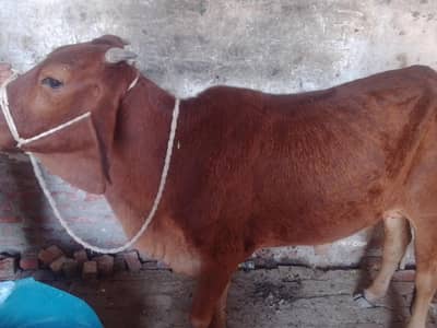 urgent sale chogi gaye ha 3.5. 4 man goshat ha