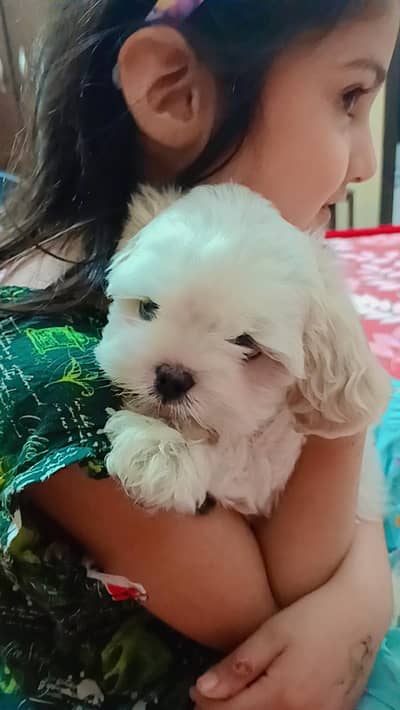 puppy for urgent sale