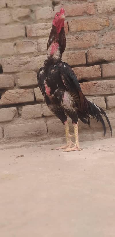 aseel sindhi