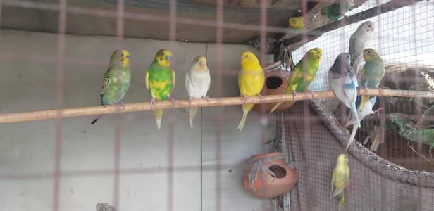beautiful budgie in different colour