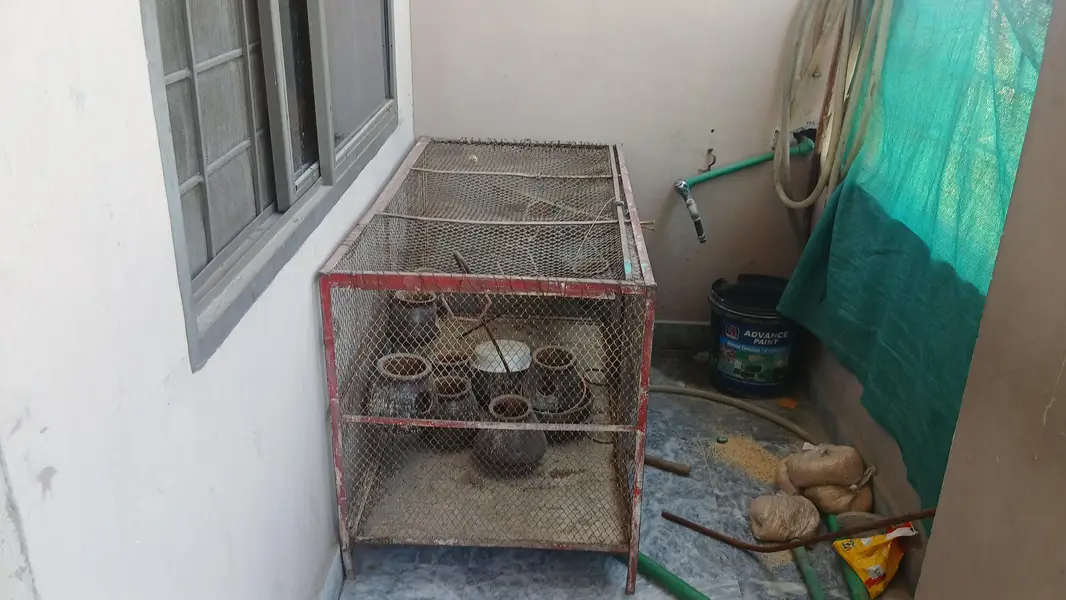 Iron Shade cages| master cages love bird cages — photo 2