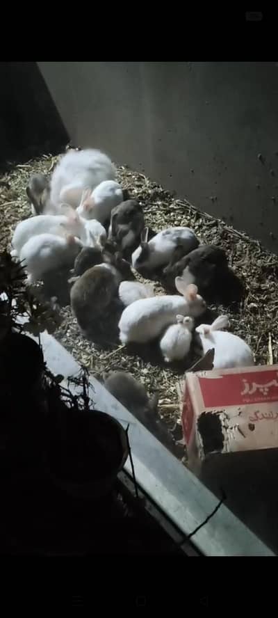 all age rabbits for sale