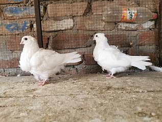 Imported fancy bloodline pairs