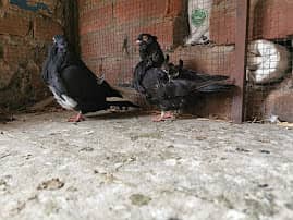 Imported fancy bloodline pairs