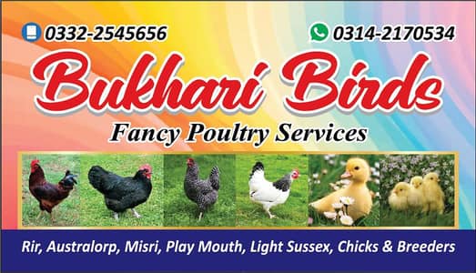 Desi Misri chicks Chuzy