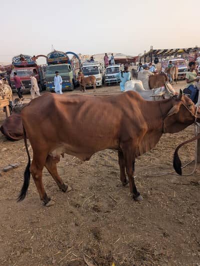Cow for sale 3.5 se 4 man hain