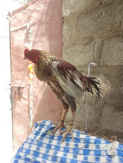 Sindhi murga