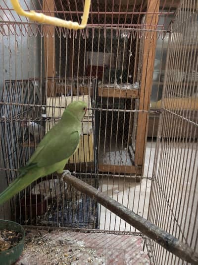 Ringneck patta for sell read description
