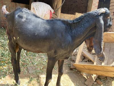 bakra for sale