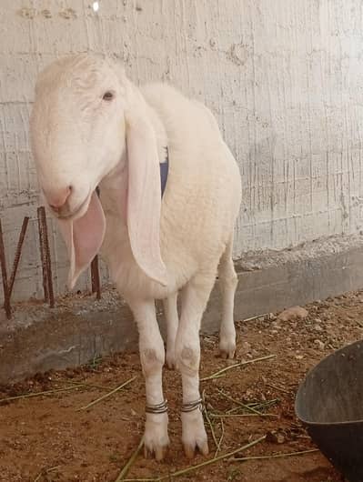 Dumba for sale