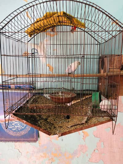 Albino or blue pestle for sale