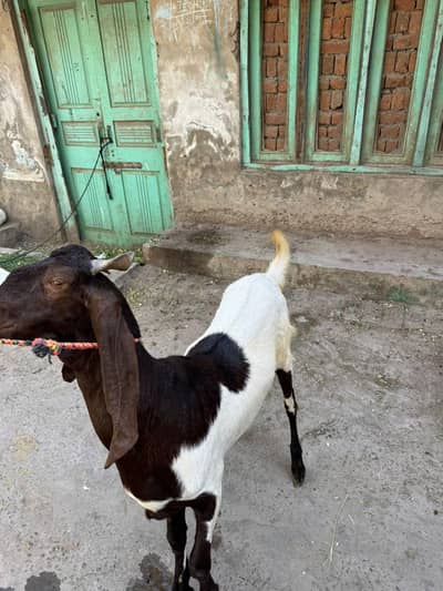 Qurbani 2026 Special Healthy Bakra for Sale