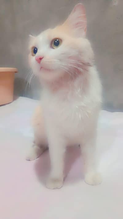 Cat For Sale