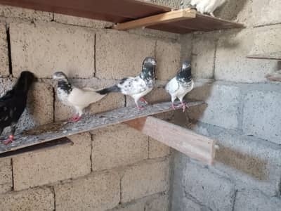 Kabotar for sale