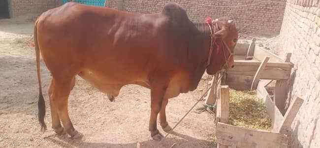Bull for sale