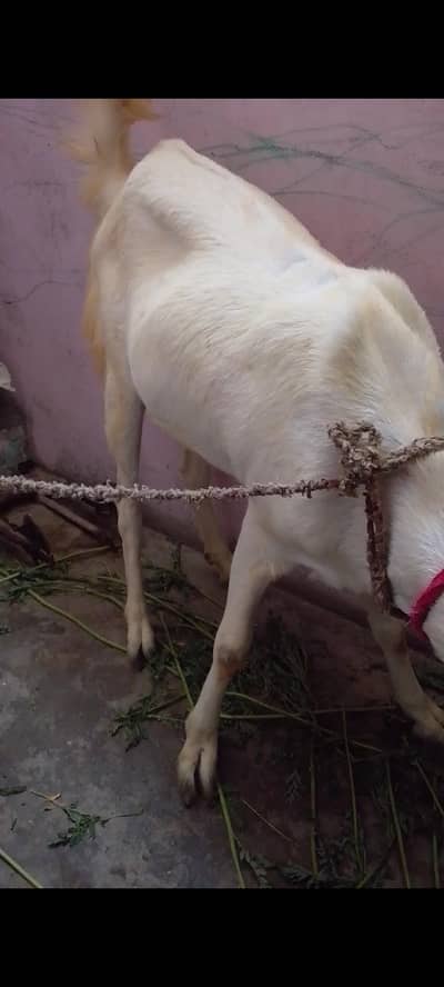 bakri urgent sale