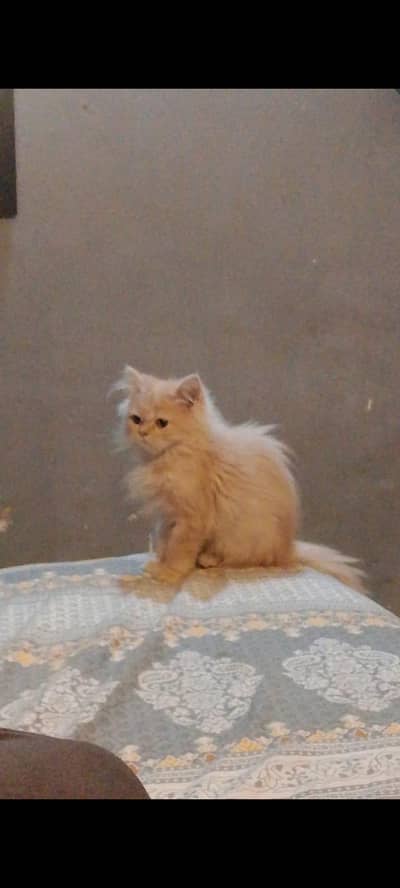 home produce cat well manners, discipline behavior