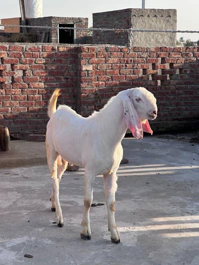 Bakra Rajan puri For Sale – Qurbani 2026 Bakra