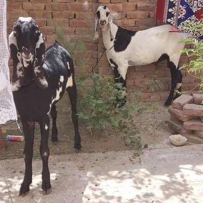 Jabardasth quality aur acchi nasl Ki Hai ghumne Bina Singh ke
