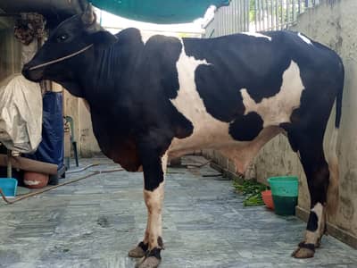 Hissa available in home qurbani