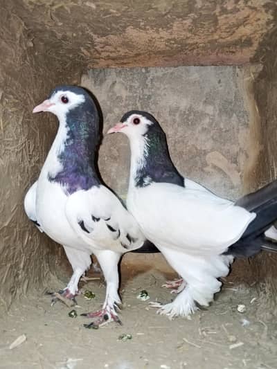 Pigeons For sale Khaal  khlyary asmani qasid