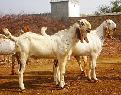Qurbani