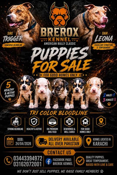 American Bully Puppies