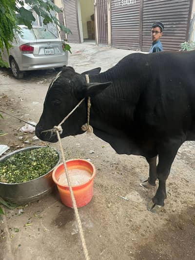 urgent sale Dasi wara